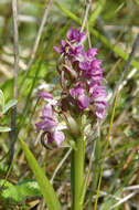 Dactylorhiza incarnata (L.) Soó resmi