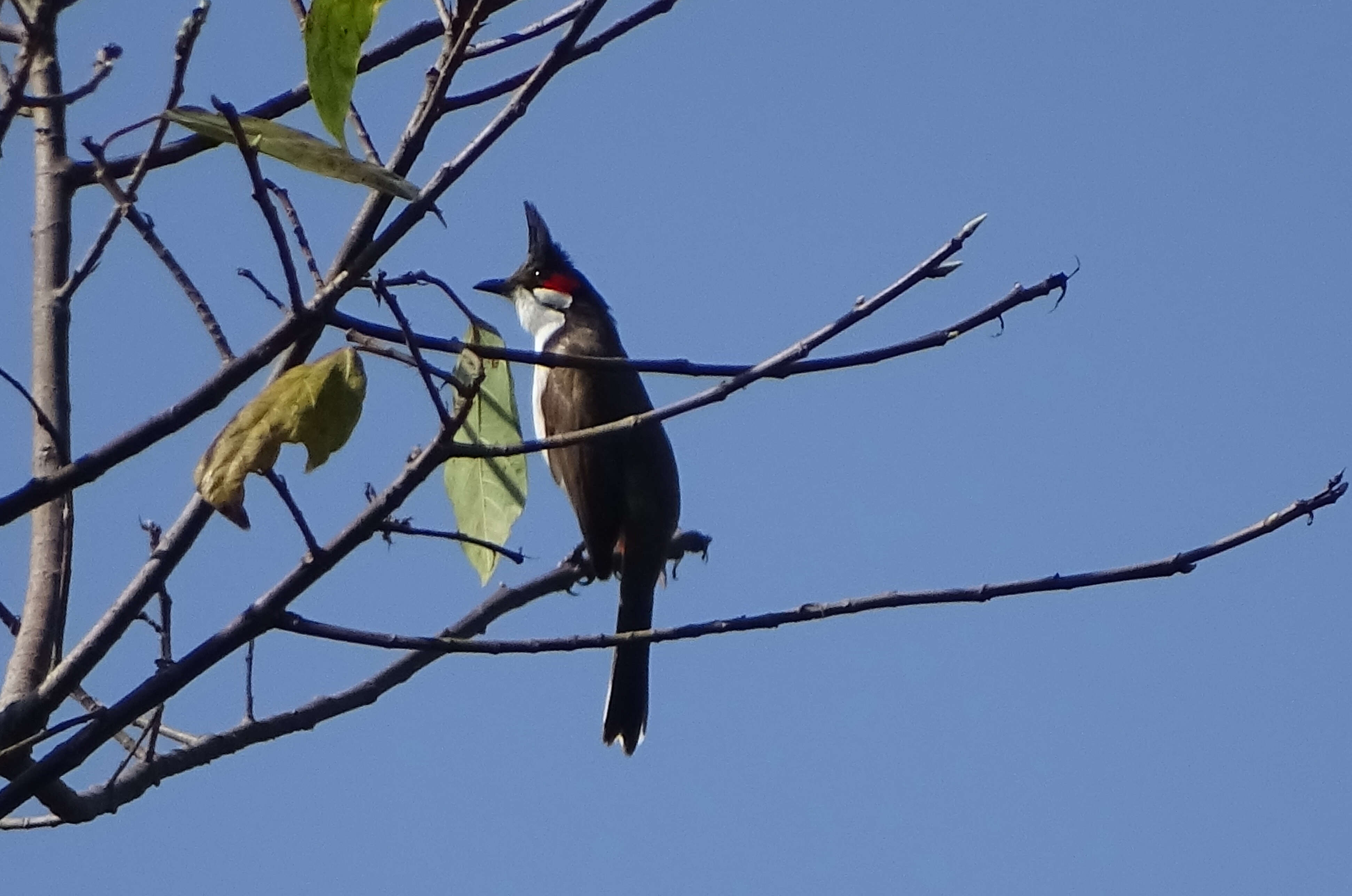 Image of Red-whiskered Bulbul