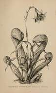 Image of California Pitcher Plant