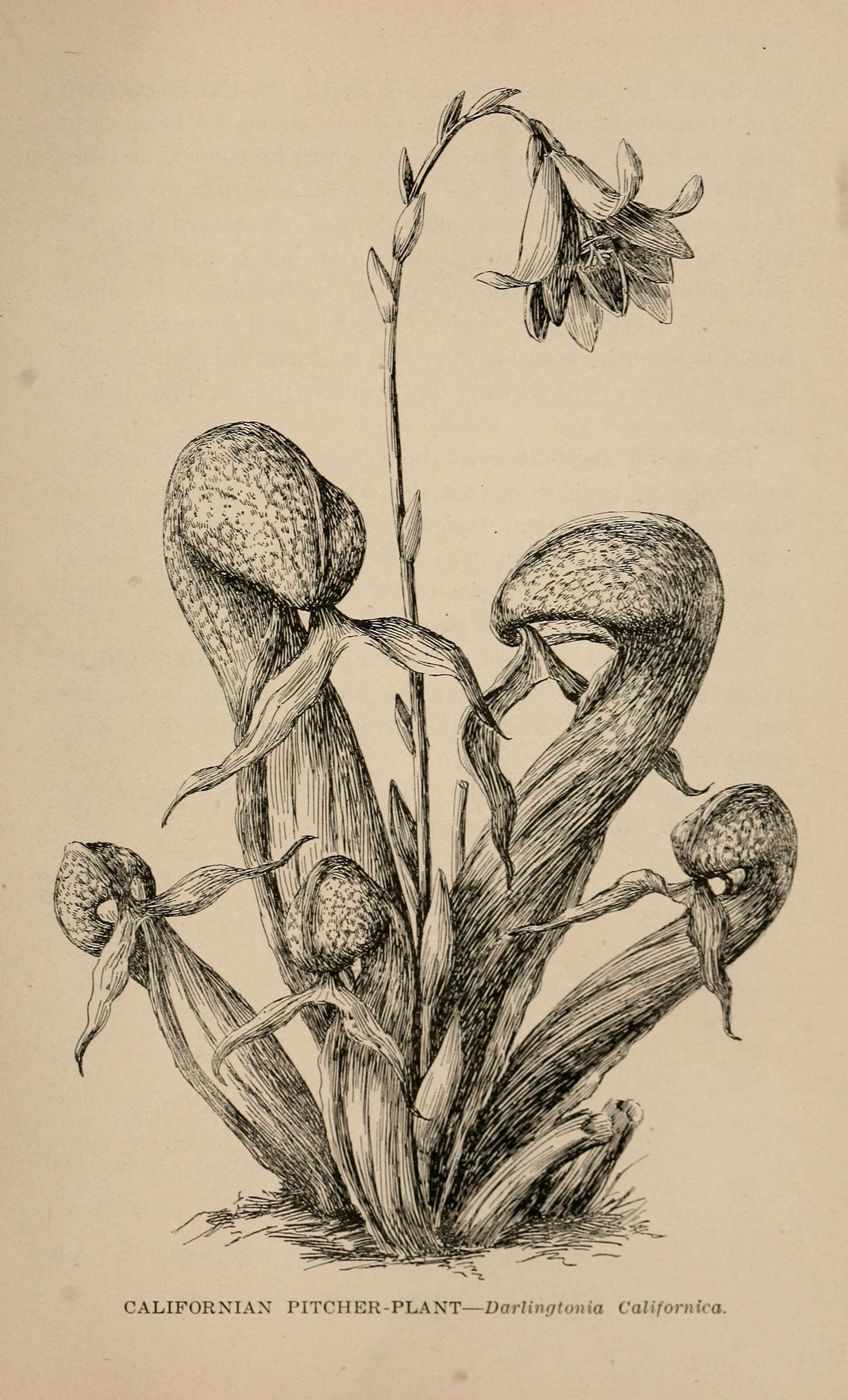 Image of California pitcherplant