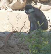 Image of Guenon