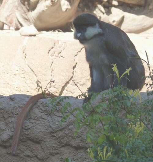 Guenon resmi