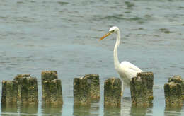 Image of Great Blue Heron