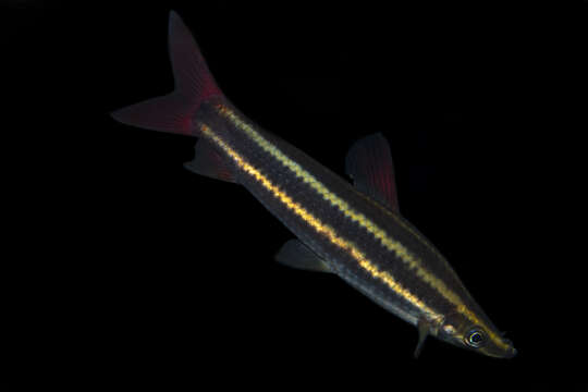 Image of Anostomus