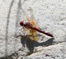 Image of Rock Skimmers