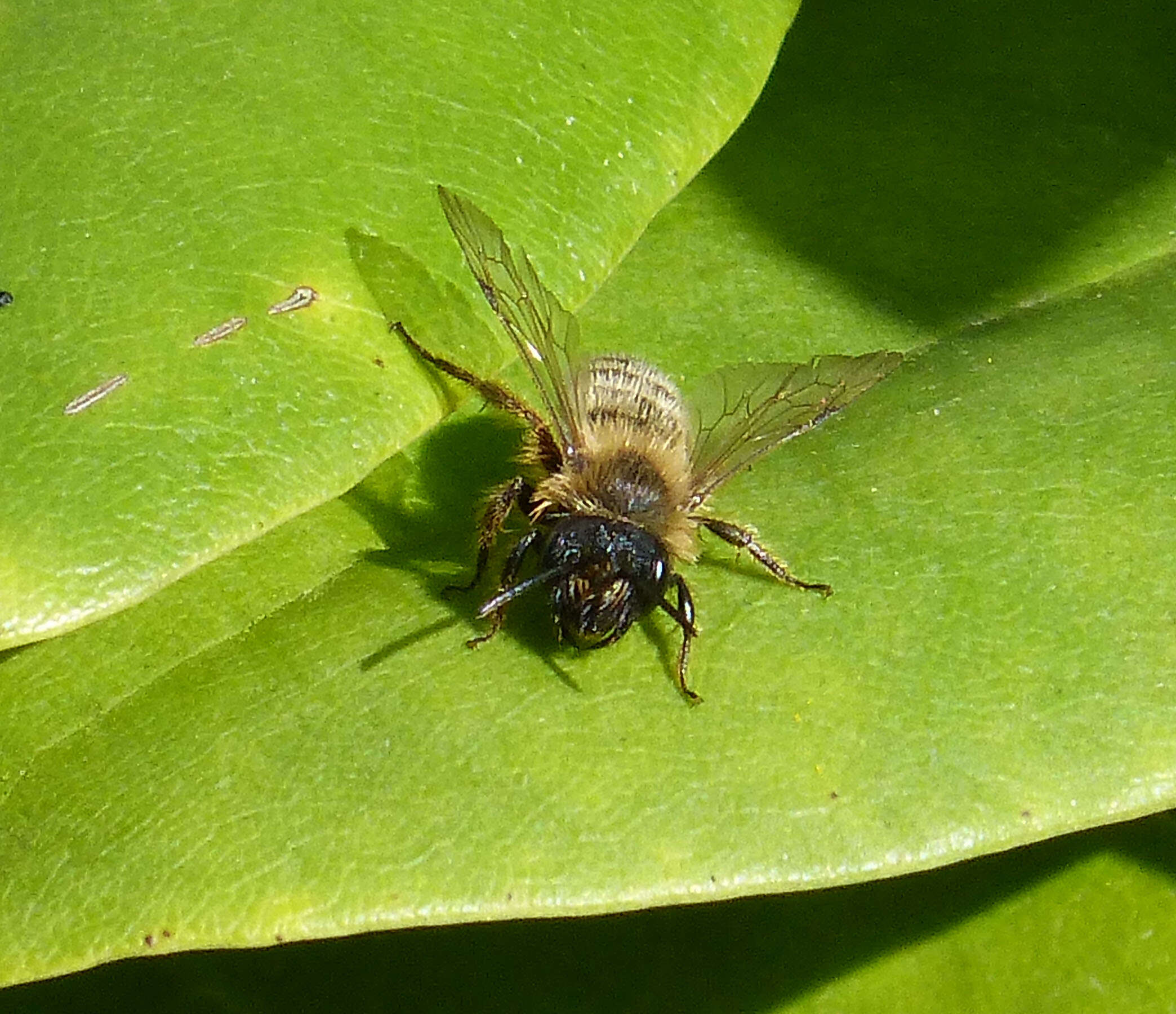 Image of Mining Bees