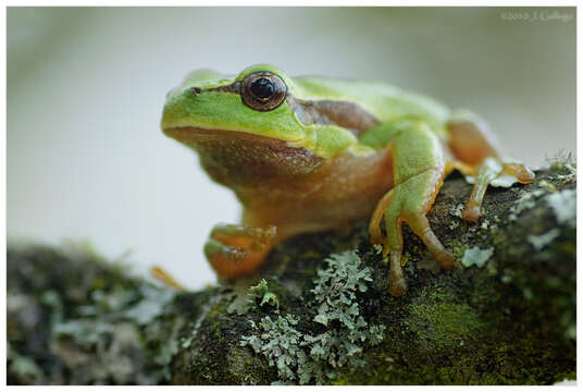 Image of Hyla Laurenti 1768