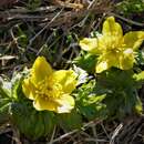 Sivun Trollius ranunculinus (Sm.) Stearn kuva