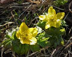 Sivun Trollius ranunculinus (Sm.) Stearn kuva