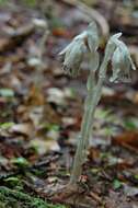 Image of Indianpipe