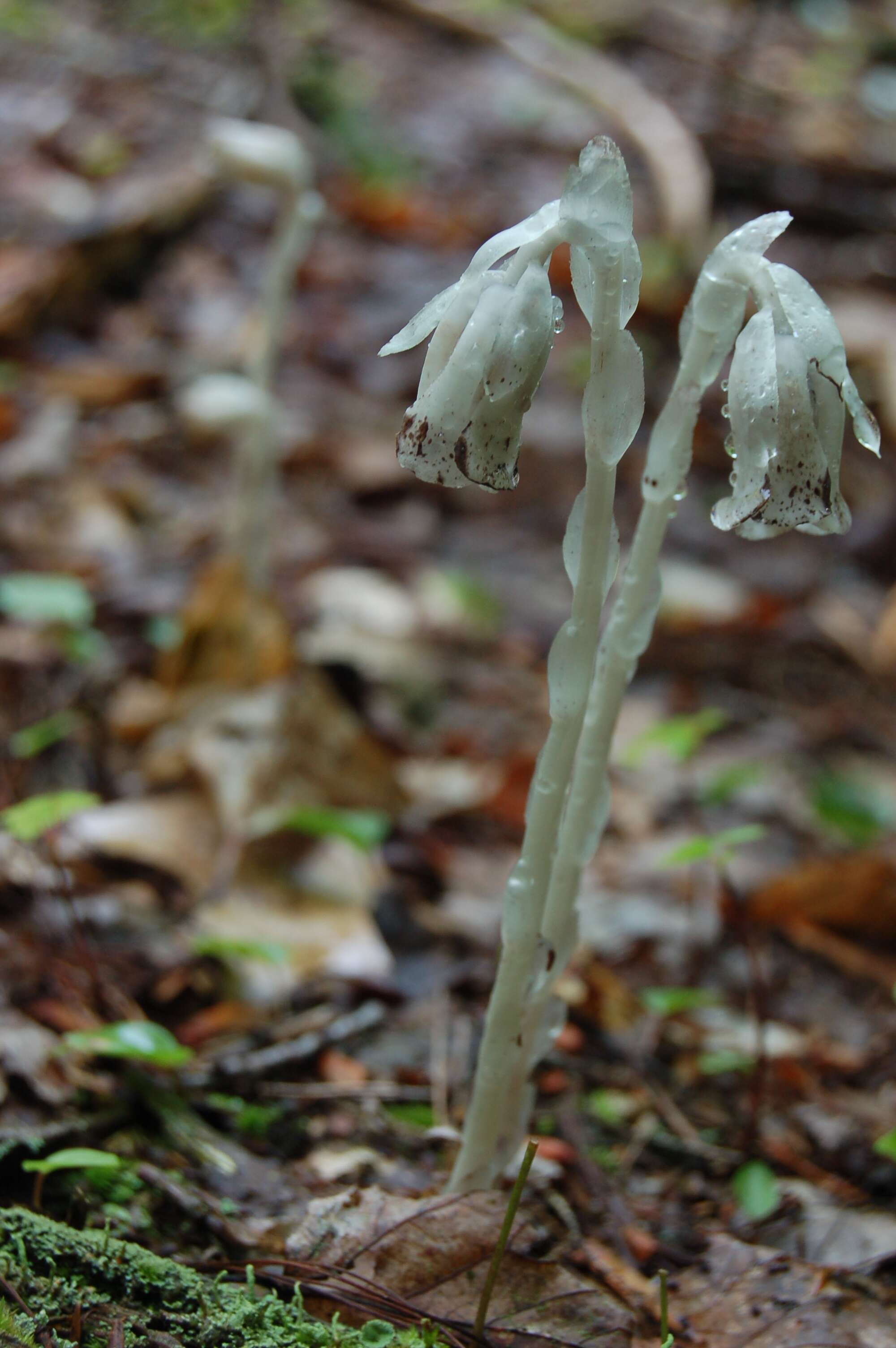 Image of Indianpipe