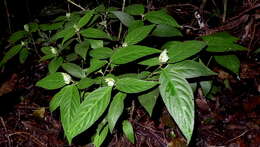 Image of Justicia cuneifolia Nees & Mart.