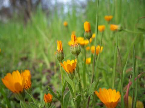 Image of field marigold