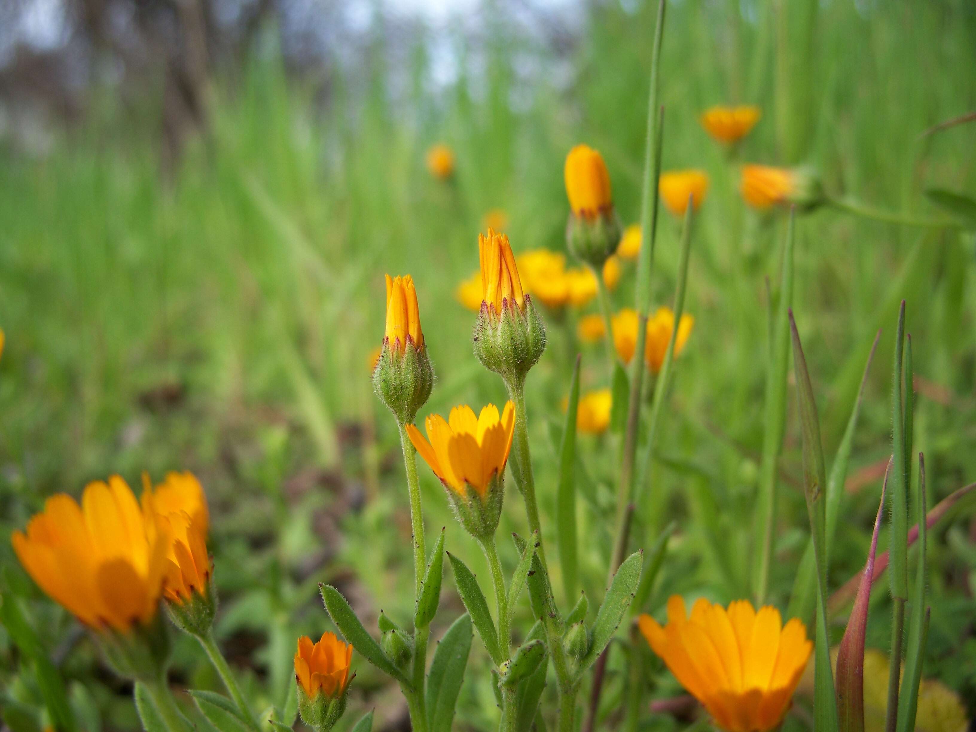 Image of marigold