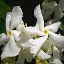 Sivun Trachelospermum jasminoides (Lindl.) Lem. kuva