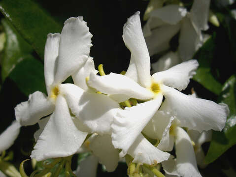 Image of Star-jasmine or Confederate-jasmine