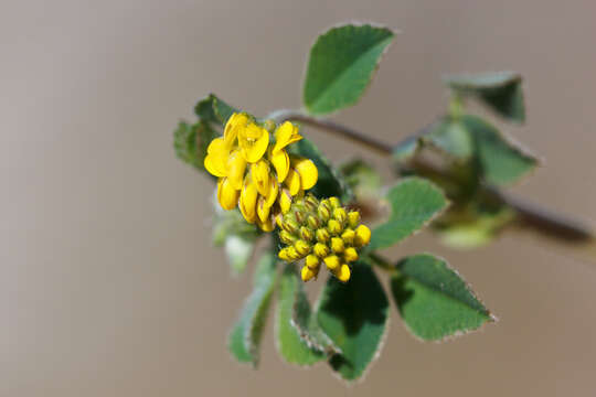 Image of black medick