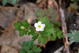 Image of eastern false rue anemone