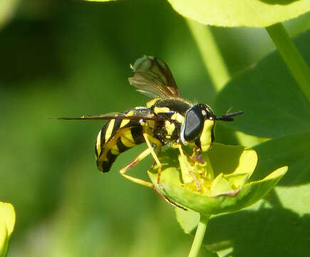 Image de Chrysotoxum