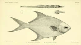 Слика од Trachinotus coppingeri Günther 1884
