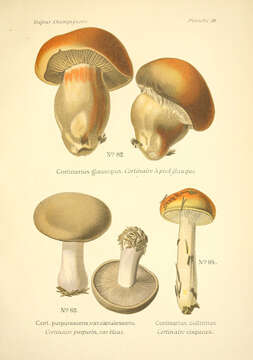 Image of Cortinarius purpurascens Fr. 1838