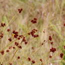 Image of Fascicled Beak Sedge