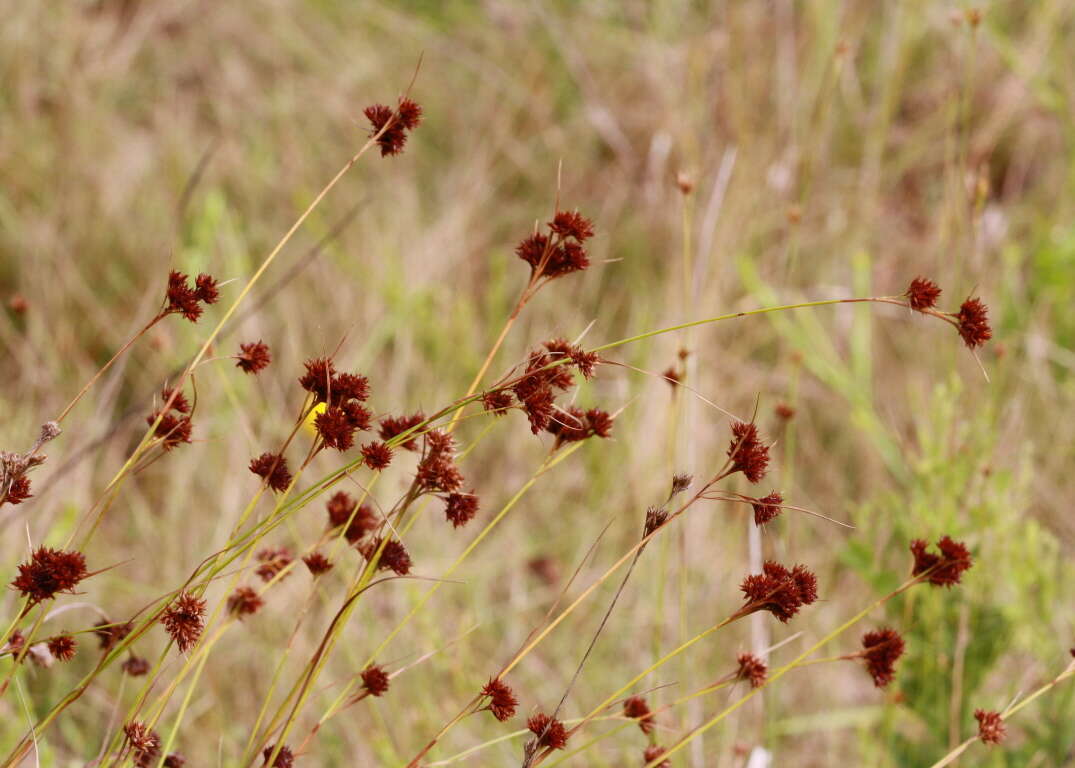 Rhynchospora fascicularis (Michx.) Vahl的圖片