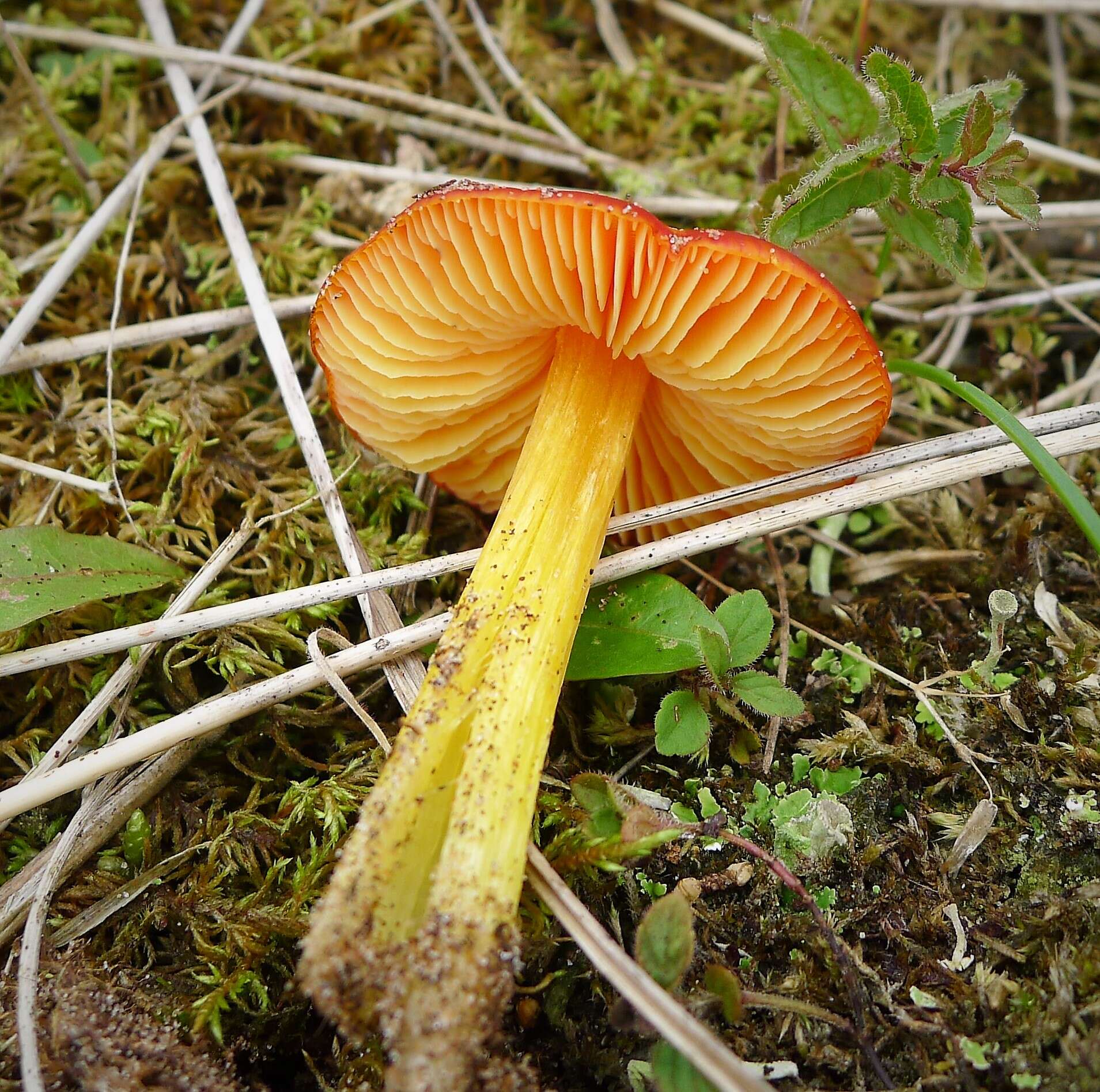 Image of waxcaps (fungi)