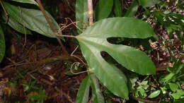 Image of Passiflora cacao Bernacci & M. M. Souza