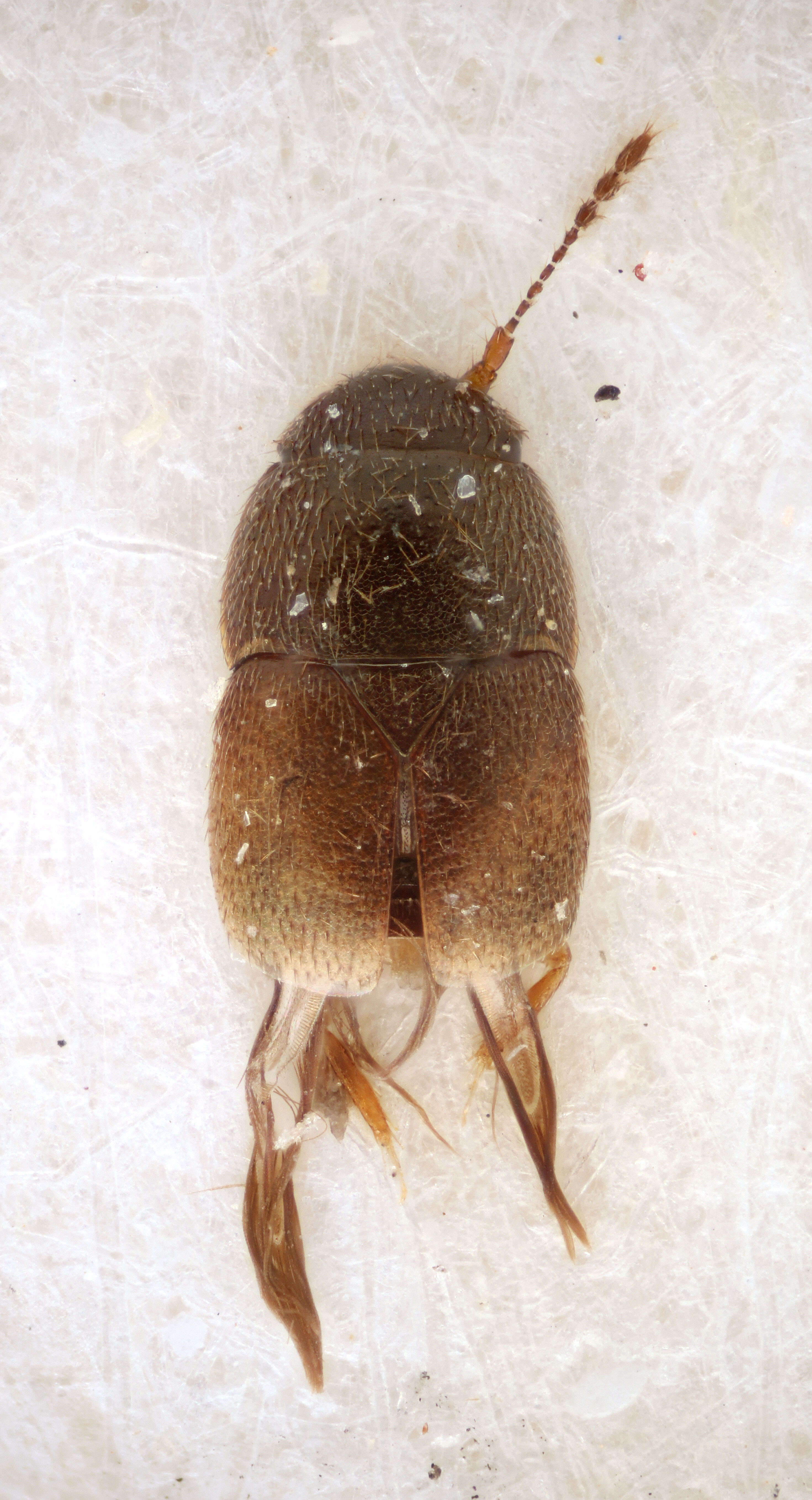 Ptiliidae resmi