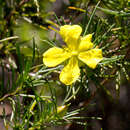 Image of Hibbertia elata Maiden & Betche