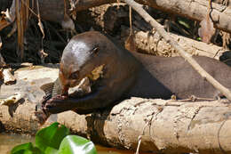 Image of giant otter