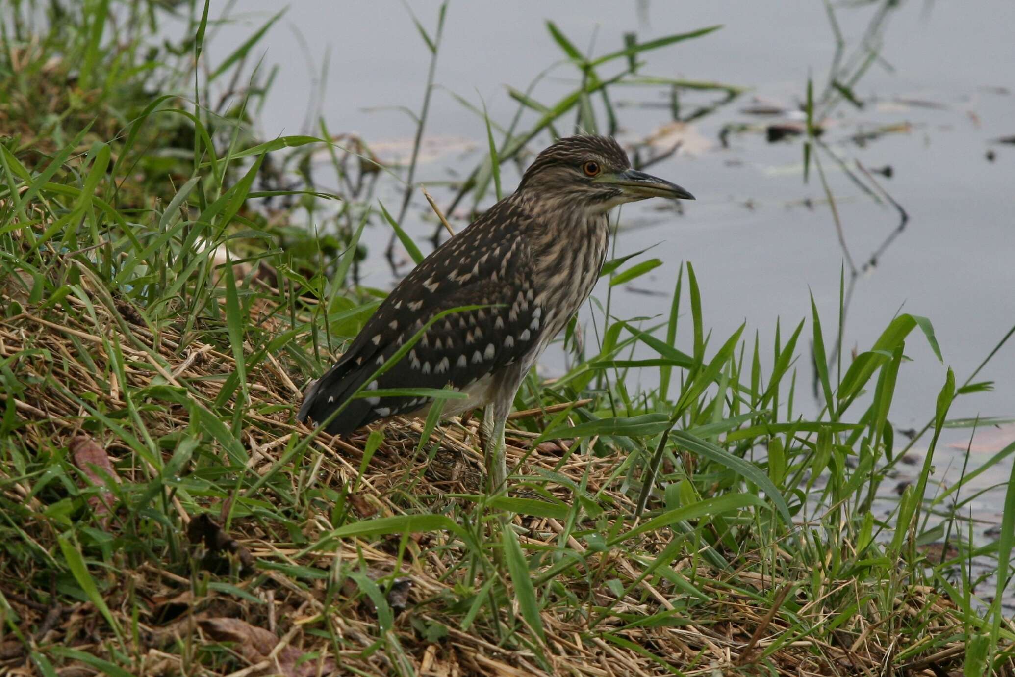 Image of Night Herons