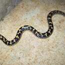 Image of Sand Boa