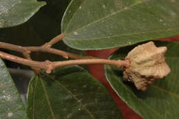 Sivun Duboscia viridiflora (K. Schum.) Mildbr. kuva