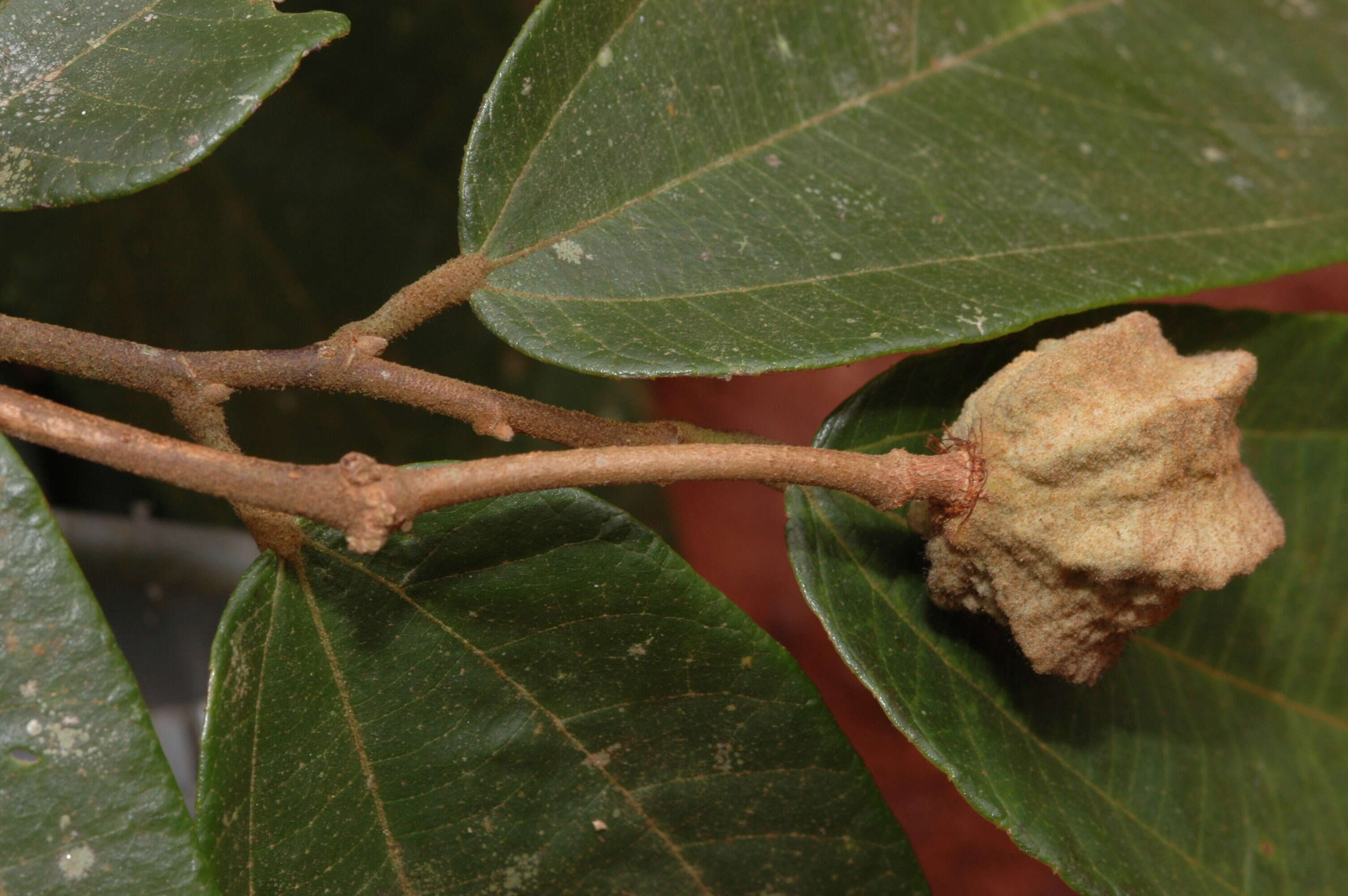 Sivun Duboscia viridiflora (K. Schum.) Mildbr. kuva