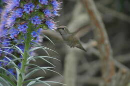 Imagem de Echium candicans L. fil.