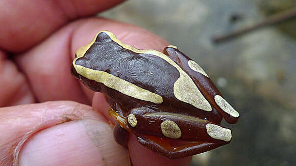 صورة Dendropsophus elegans (Wied-Neuwied 1824)