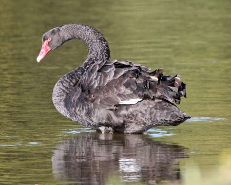 Image of Black Swan