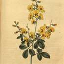 Image of Goodia lotifolia Salisb.