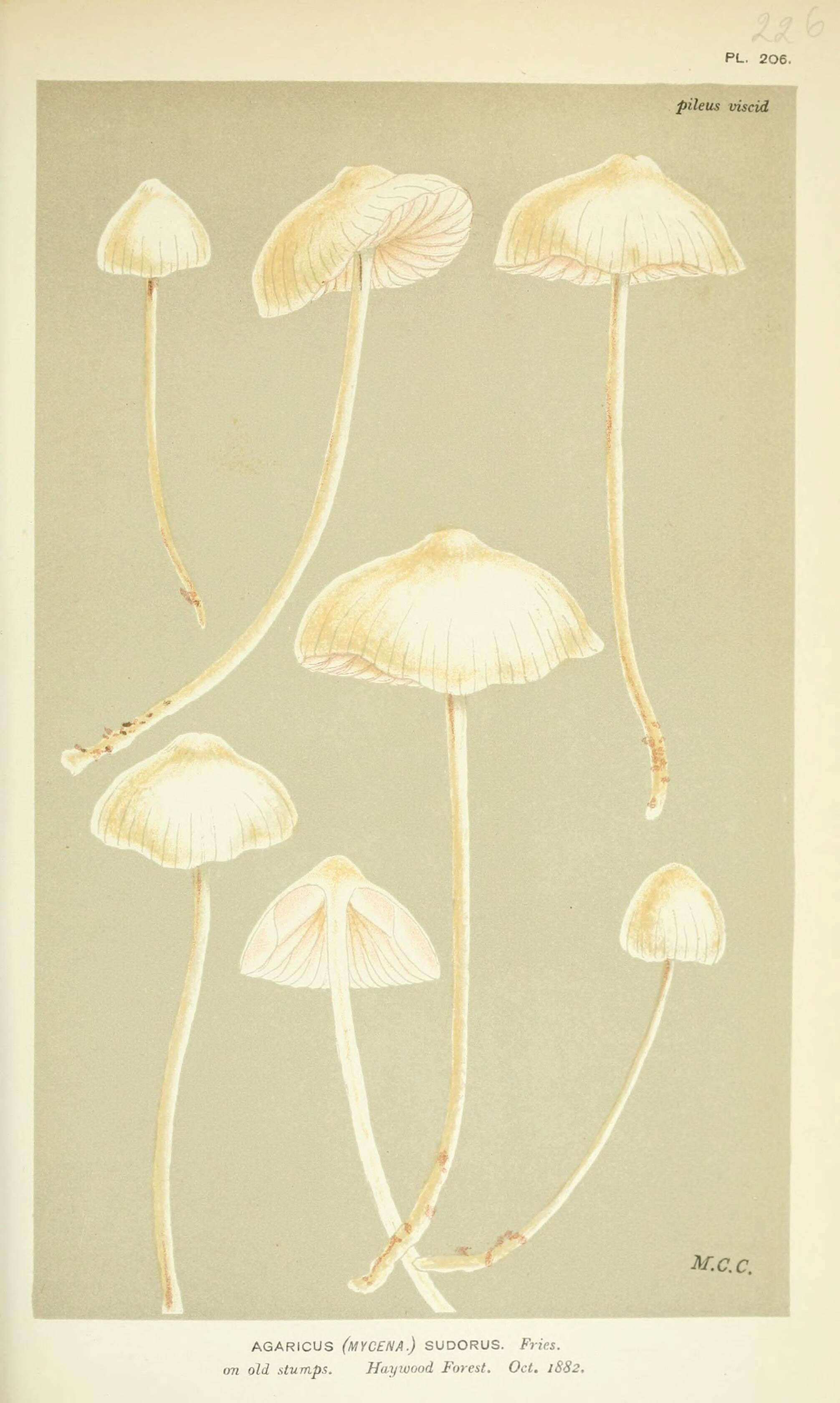 Image of Agaricus sudorus