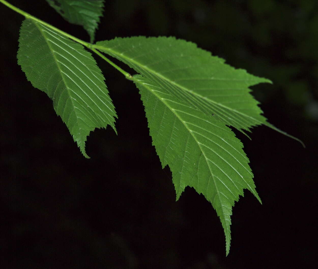 Imagem de Ulmaceae