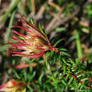 Sivun Darwinia apiculata N. G. Marchant kuva