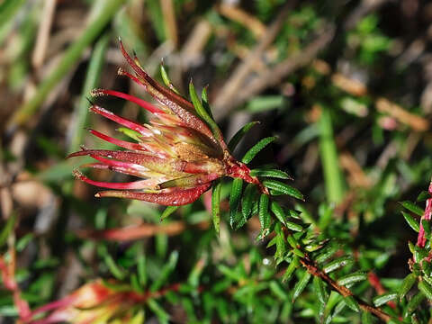 Sivun Darwinia apiculata N. G. Marchant kuva