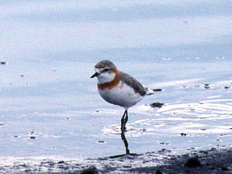 Image of Chestnut-banded Plover