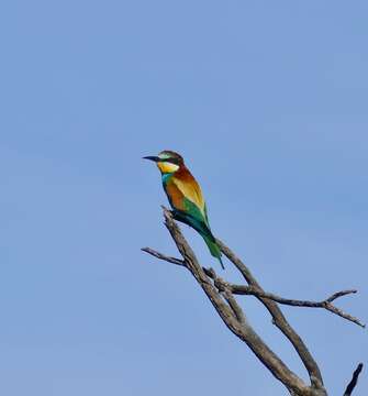 Image of bee-eater, european bee-eater