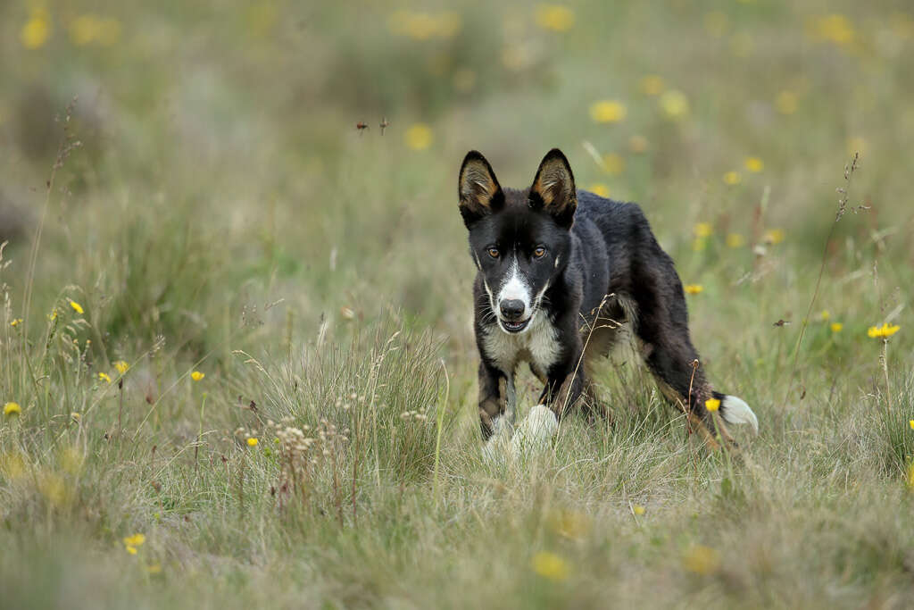 Image of gray wolf