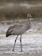 Image of Common Crane