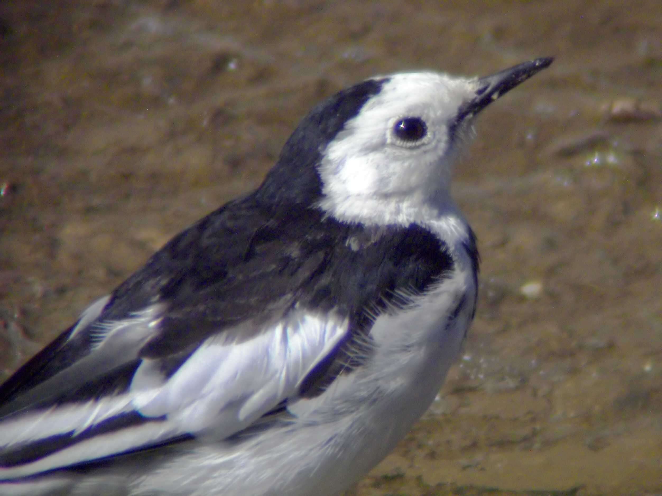 Image of Motacilla alba leucopsis Gould 1838