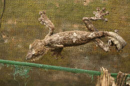 Image of Flat-tail geckos
